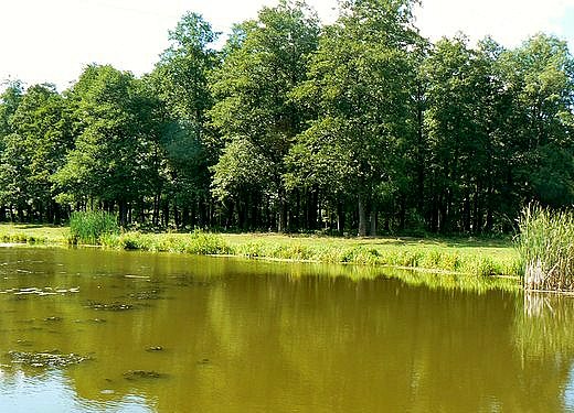 'Весна'-природа села Борушківці - Борушковцы