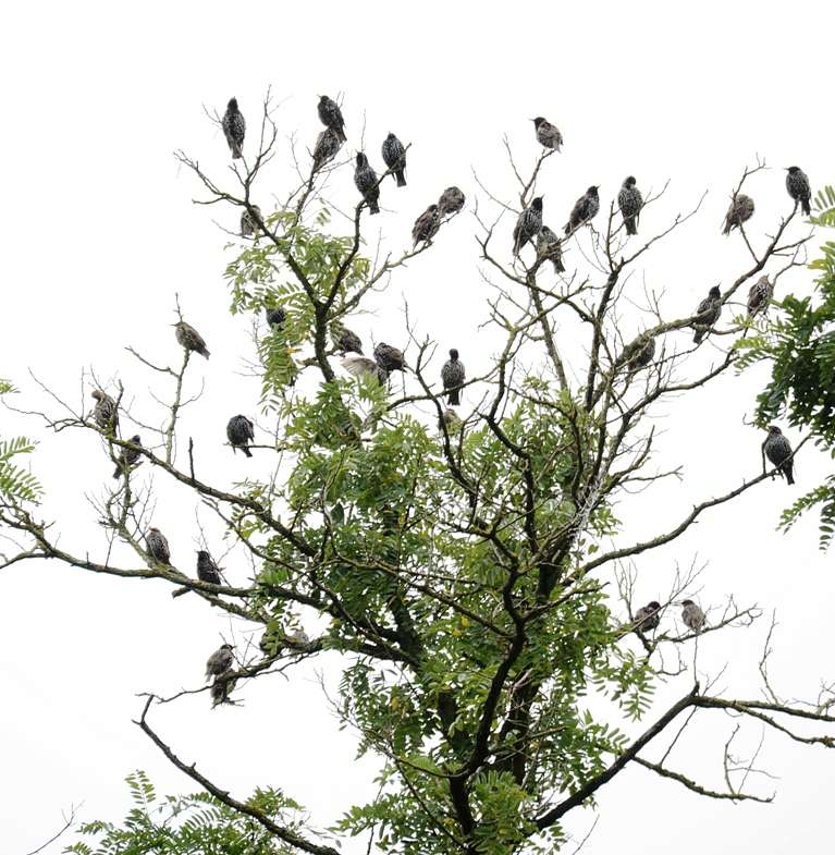 Моє лелече Полісся - Любиковичі