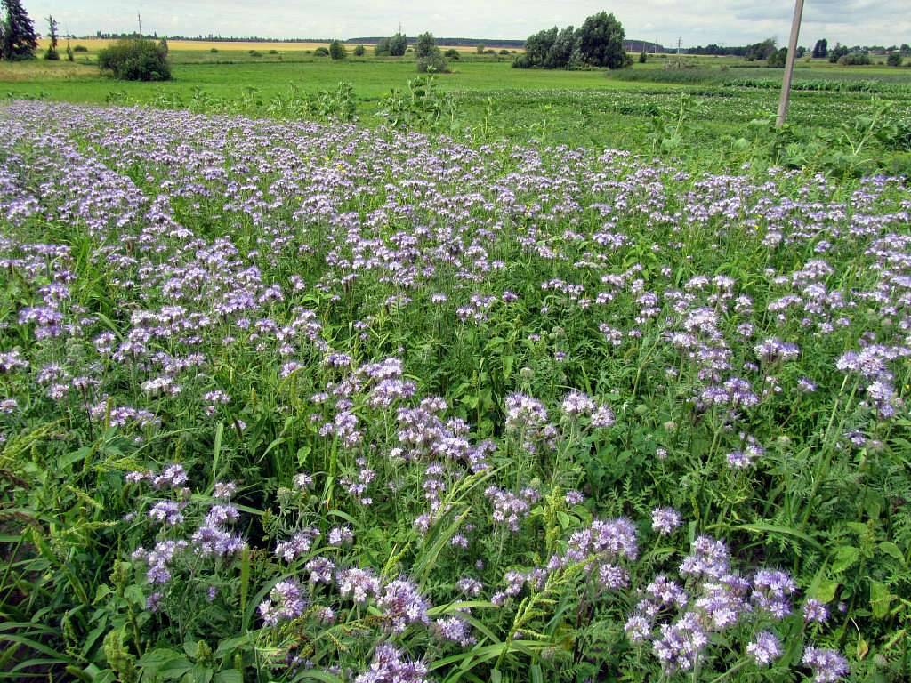 Водотиї - Водотиї