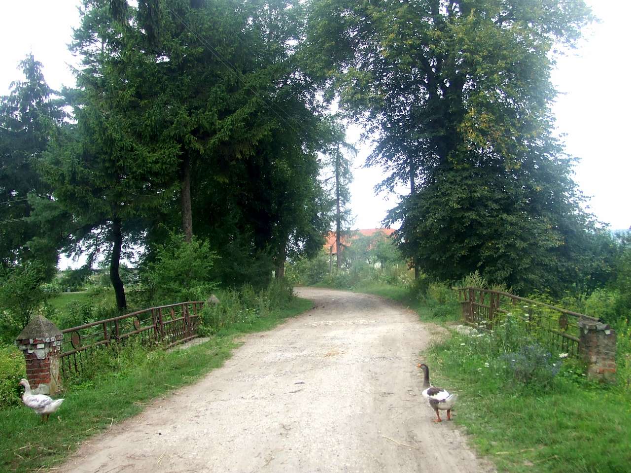 Краєвид - Черница