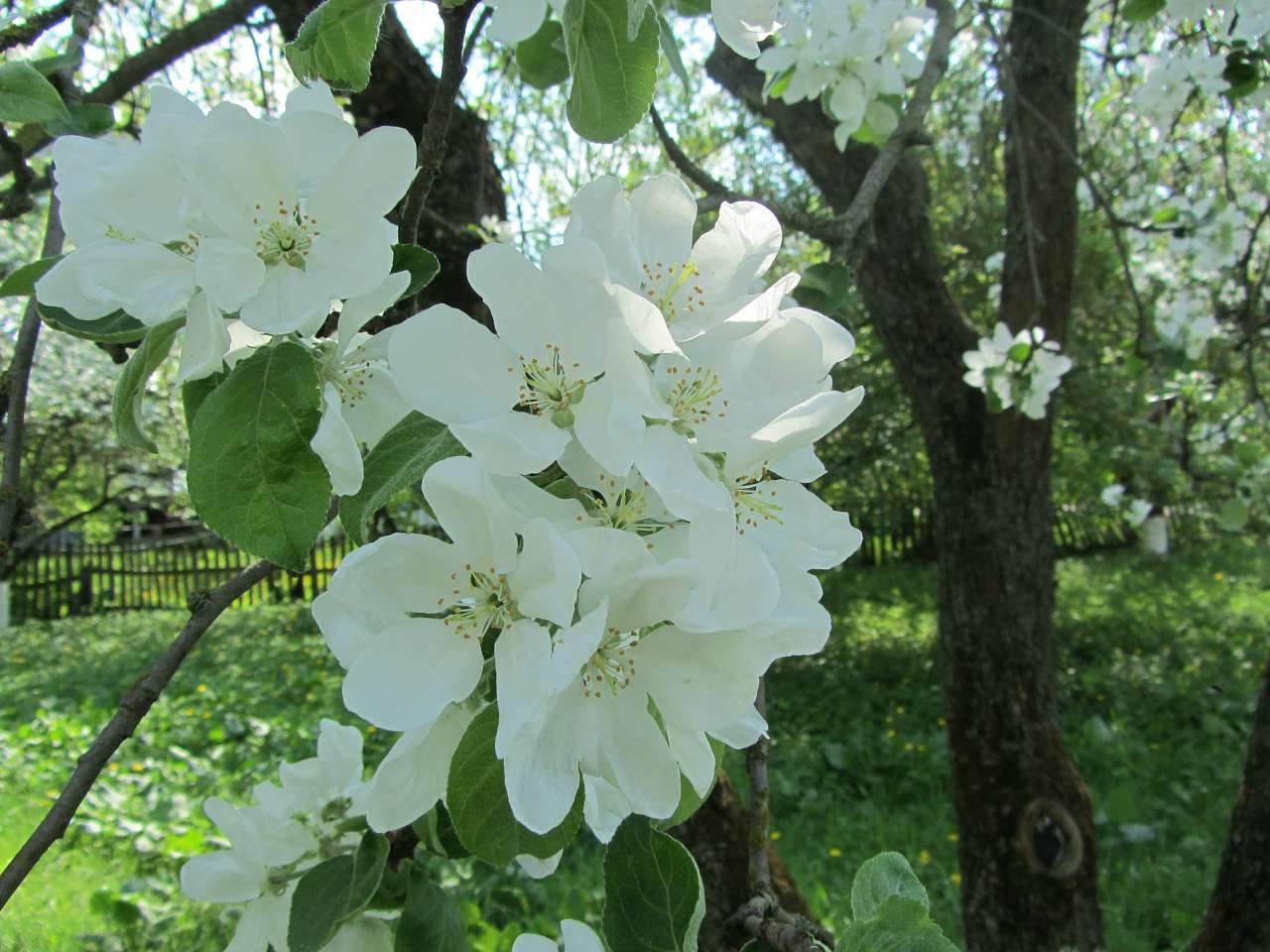 Нові про Машів - Машів