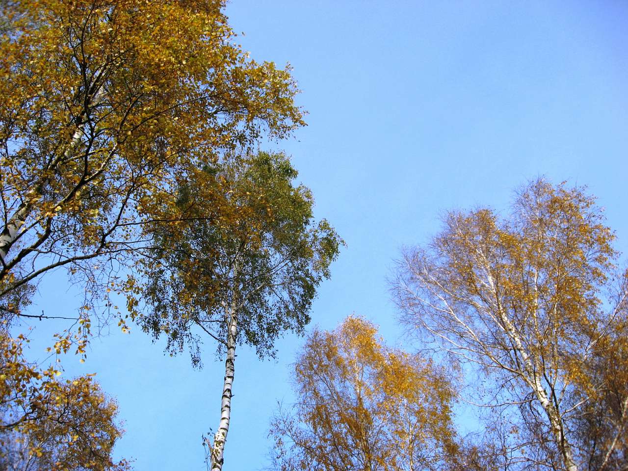 Моє лелече Полісся - Любиковичі