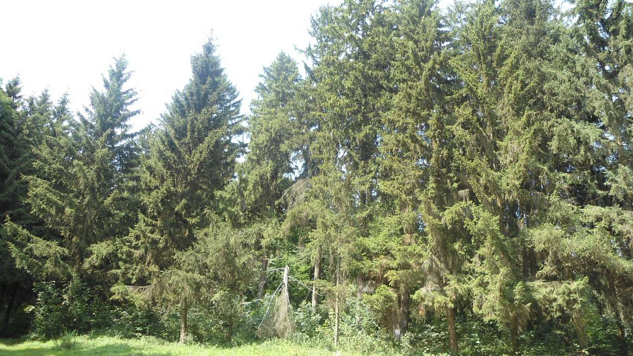 паркова алея поблизу маєтку - Райгородок