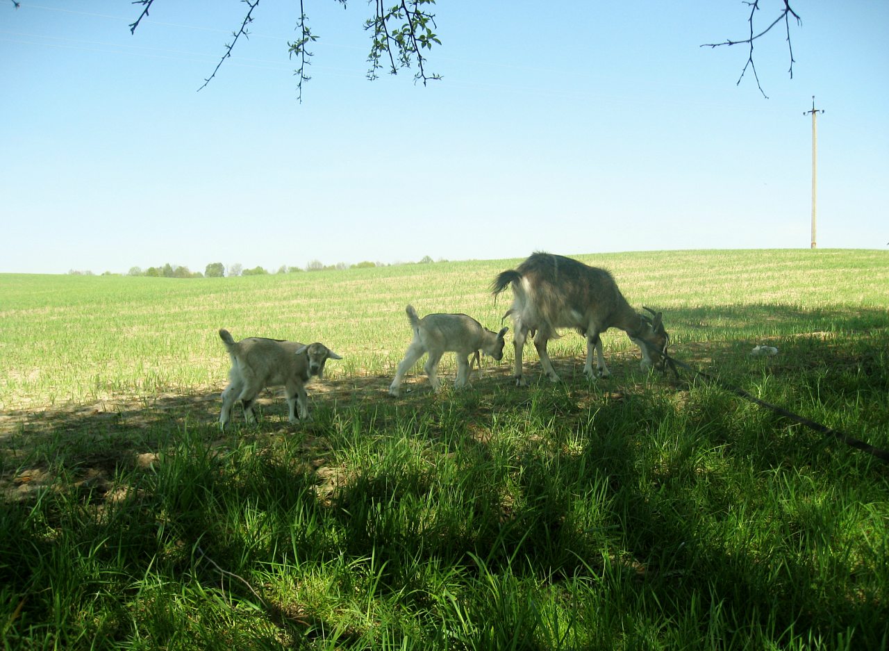 'Весна'-природа села Борушківці - Борушковцы