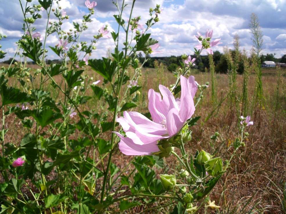 Мохначка 2 - Mokhnachka