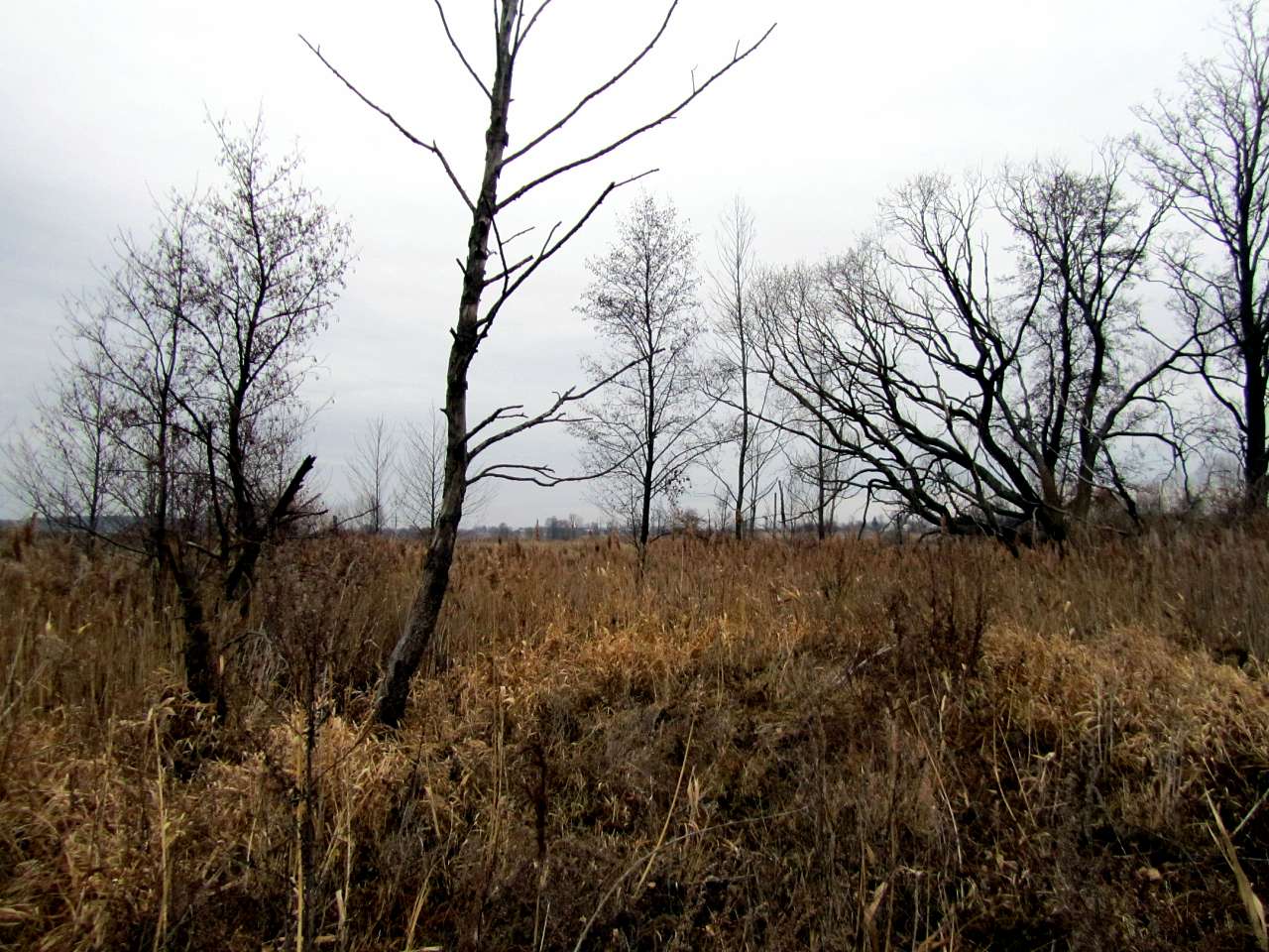 Водотиї - Водотиї