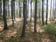 Село Гришки