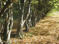 Садиба Роллє