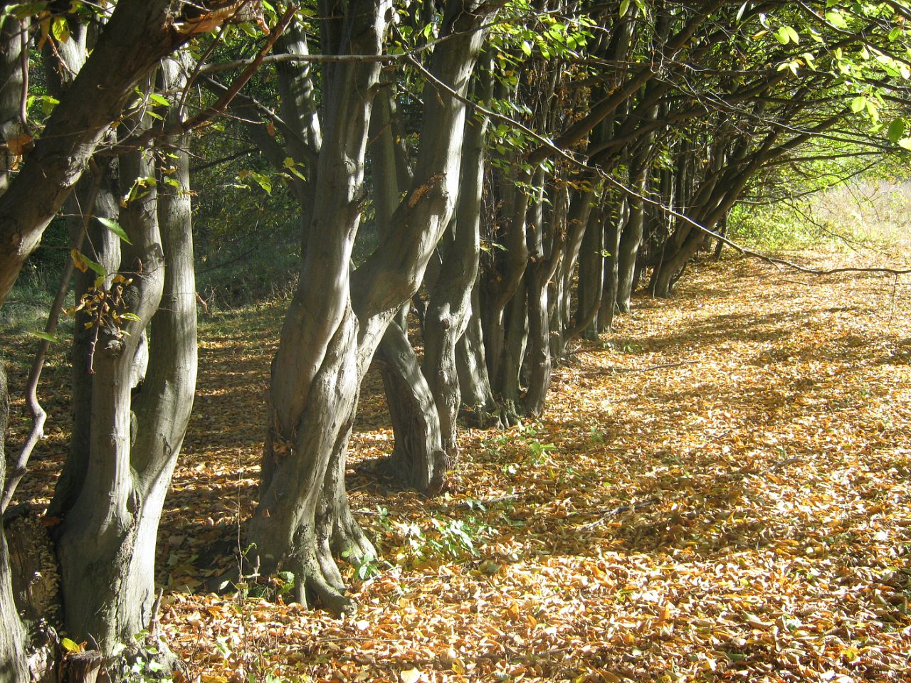 Садиба Роллє - Гришки