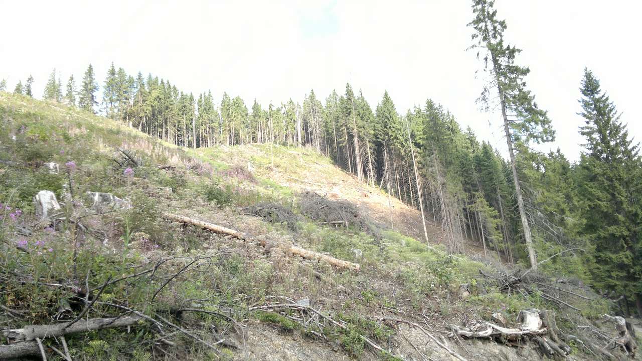 Екс Грибні місця - Верхній Яловець