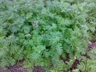 Любча - Останні фото