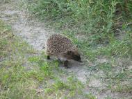 Моменти із села