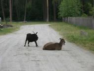 Моменти із села