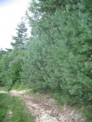 Ось такіі вони Акрешори