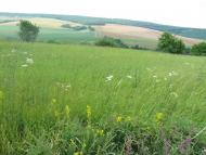 Рідне село Пуків