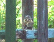 Ось такіі вони Акрешори