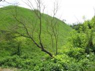  Залишки Білівського городища