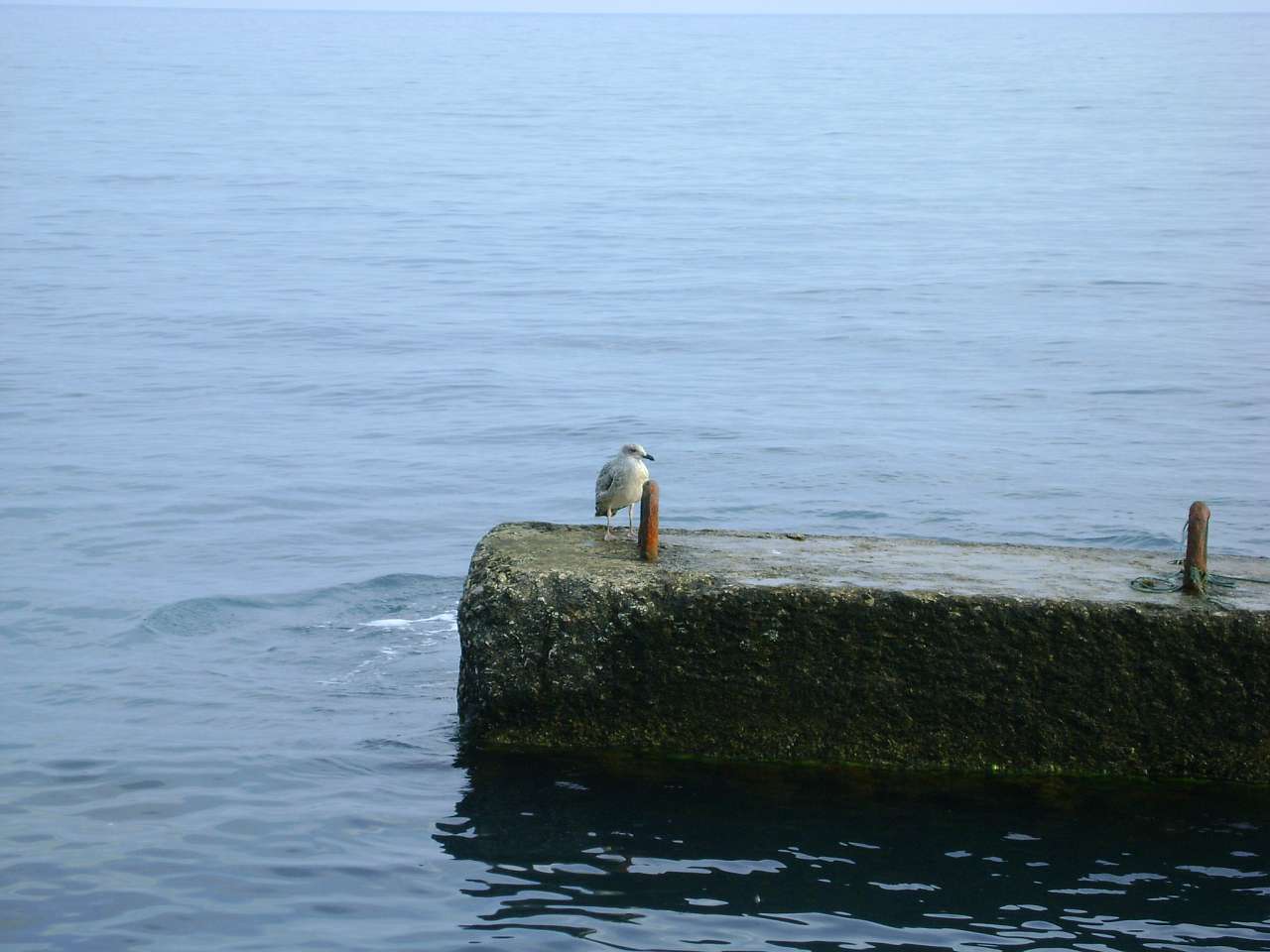 Понизівка - Понизовка