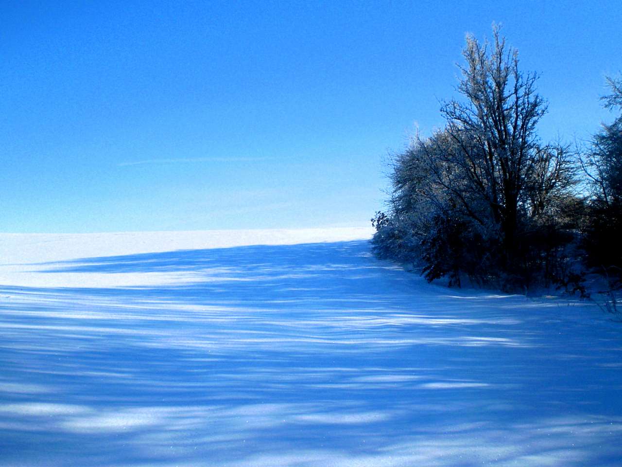 Запрошую до нашого, зимово-казкового лісу - Жежелів