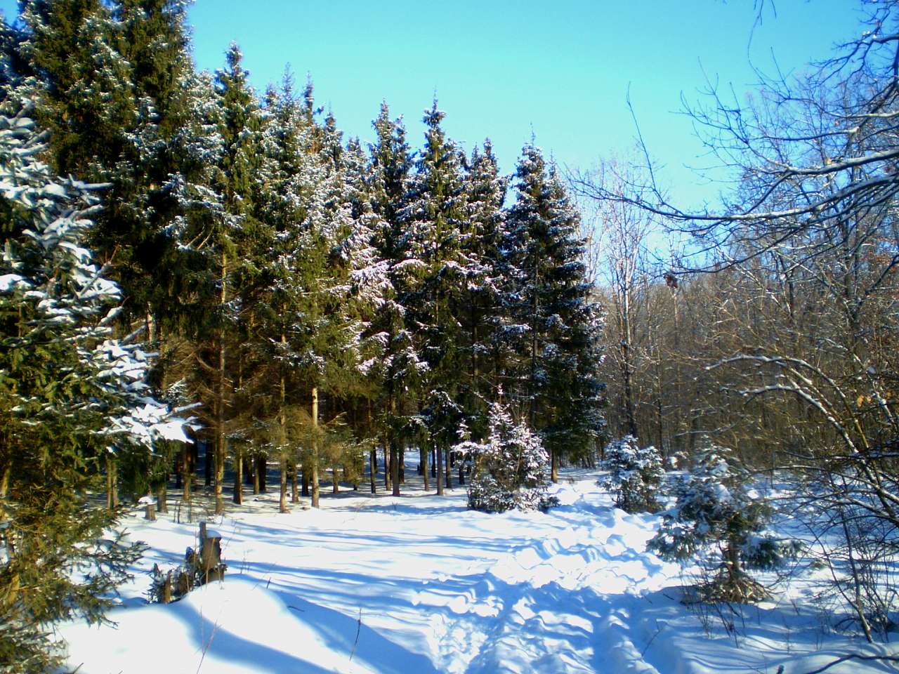Запрошую до нашого, зимово-казкового лісу - Жежелів