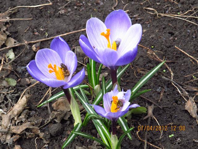 свято Миколая - Подлипное