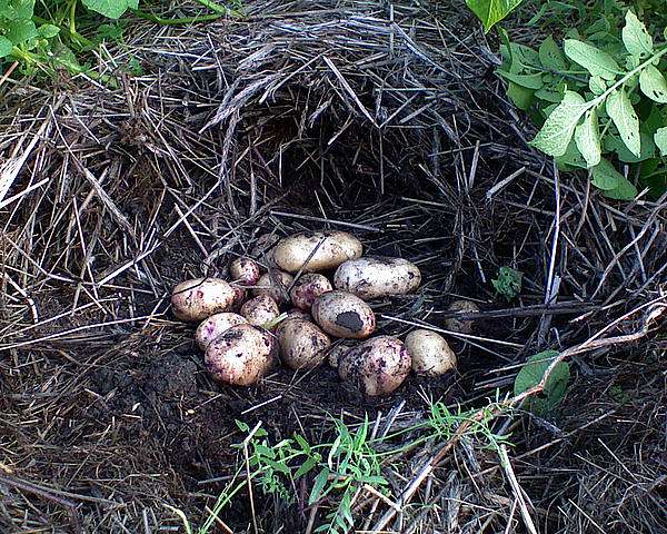 Любча - Любча