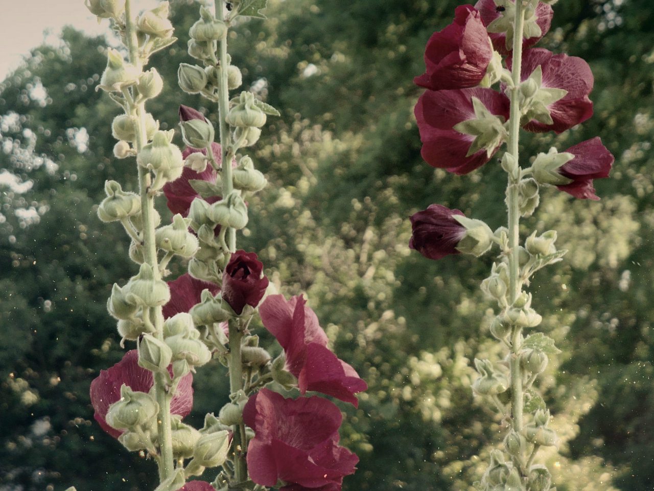 Безпальче - Безпальче