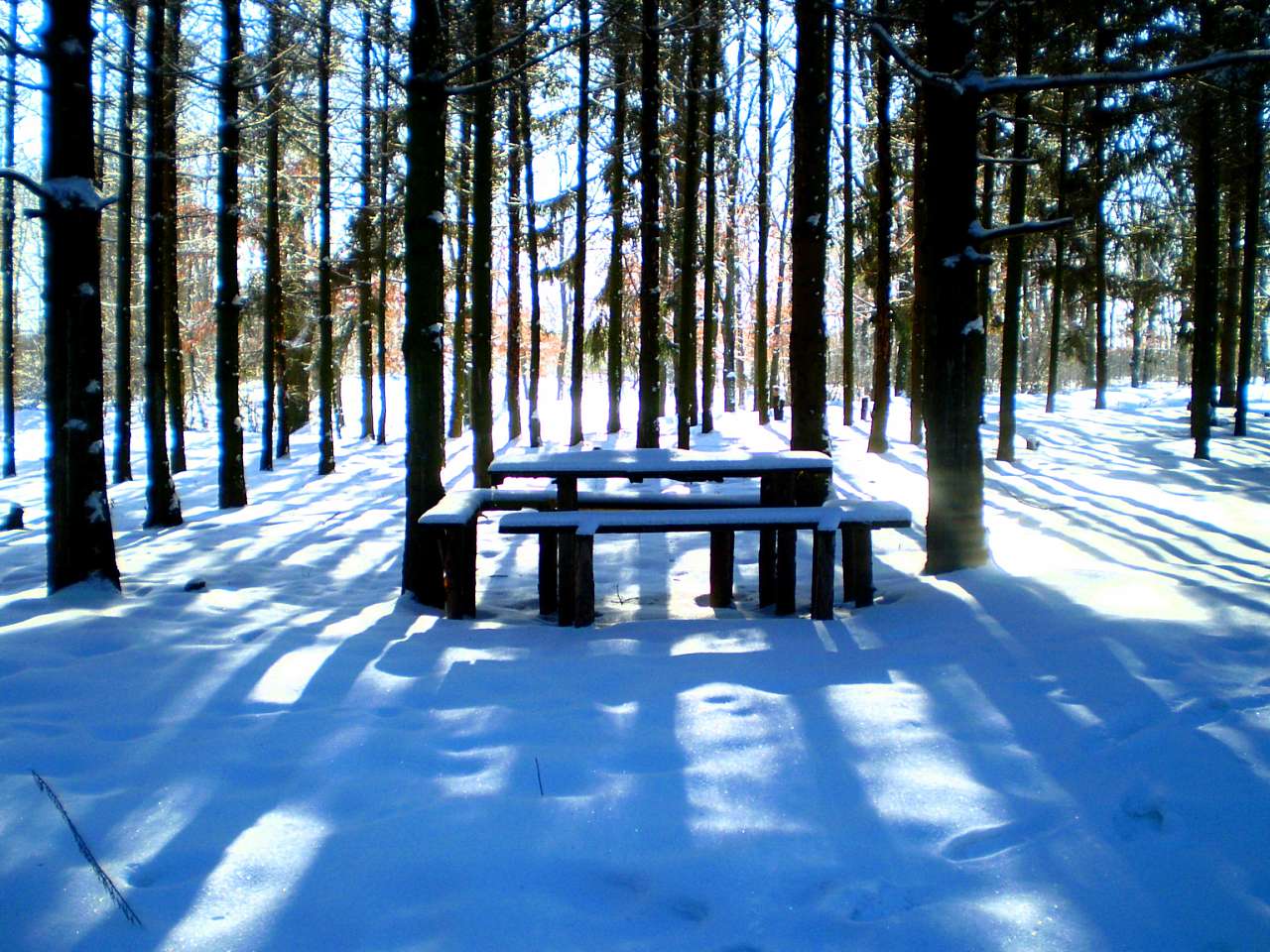 Запрошую до нашого, зимово-казкового лісу - Жежелів