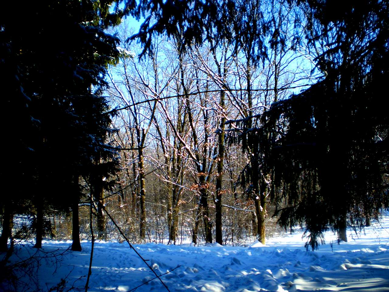 Запрошую до нашого, зимово-казкового лісу - Жежелів