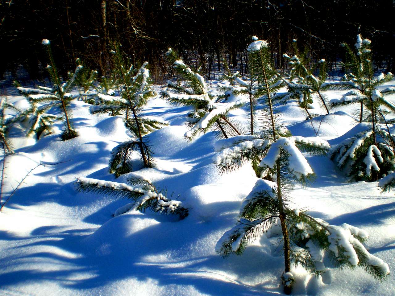 Запрошую до нашого, зимово-казкового лісу - Жежелів