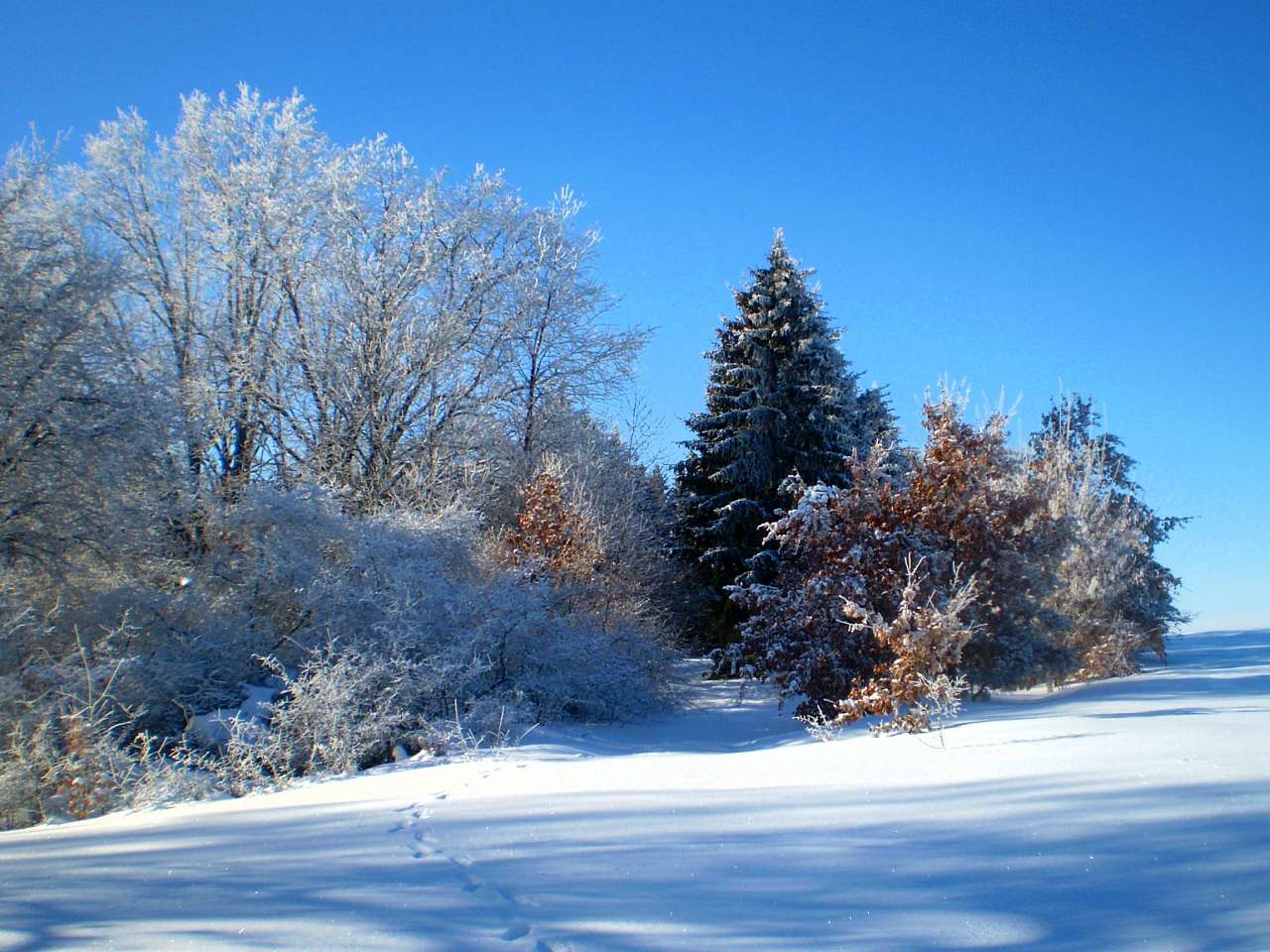 Запрошую до нашого, зимово-казкового лісу - Жежелів