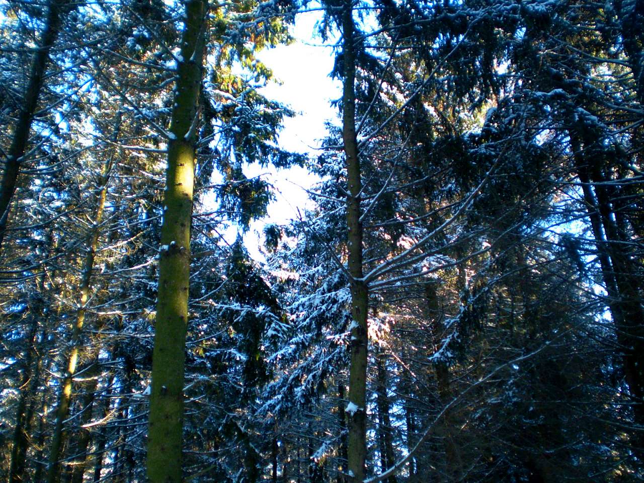 Запрошую до нашого, зимово-казкового лісу - Жежелів