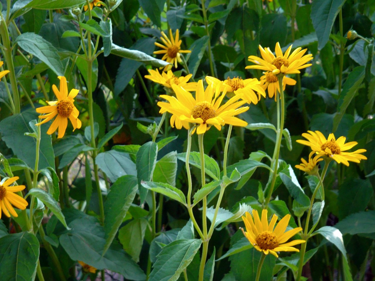 Безпальче - Безпальче