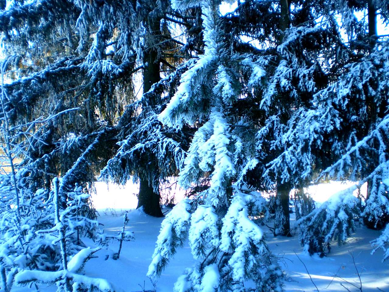 Запрошую до нашого, зимово-казкового лісу - Жежелів