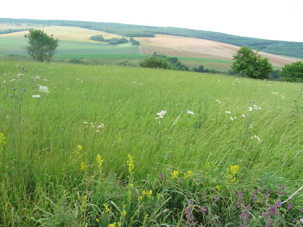 Рідне село Пуків - Пуків