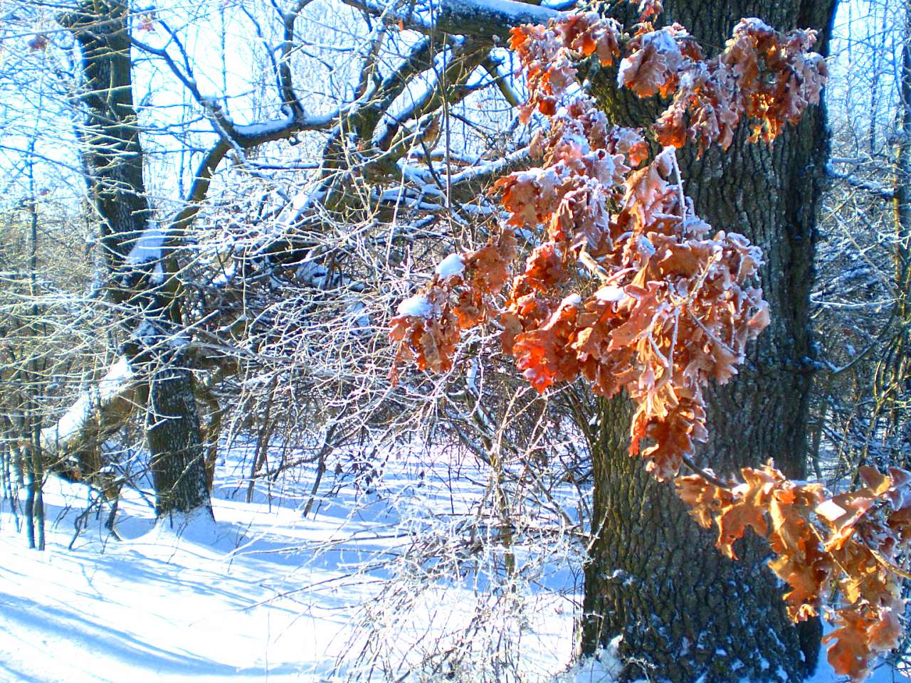 Запрошую до нашого, зимово-казкового лісу - Жежелів
