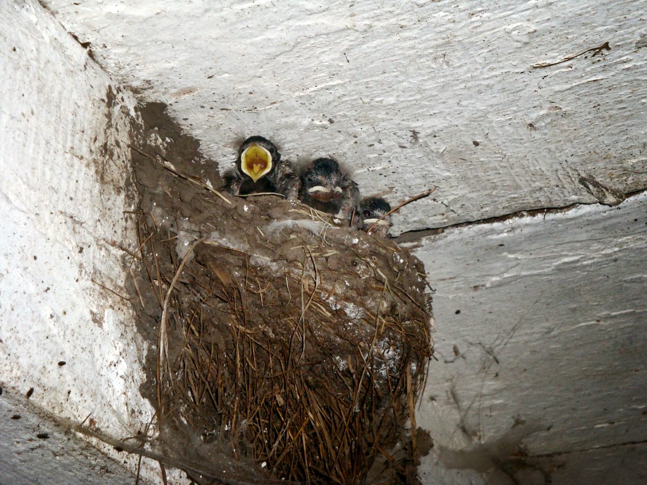 Безпальче - Беспальче