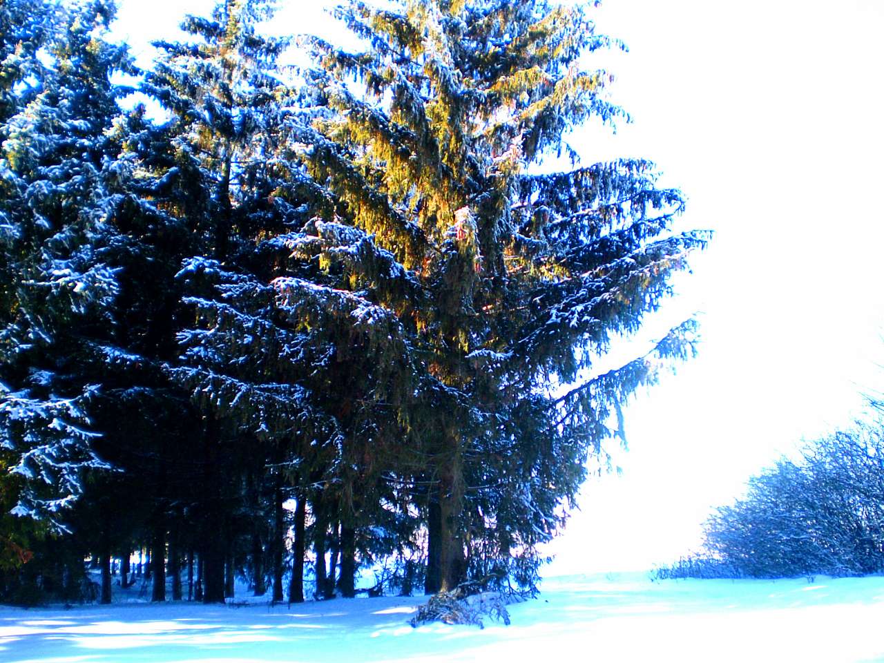 Запрошую до нашого, зимово-казкового лісу - Жежелів