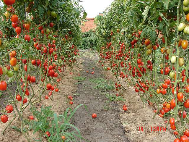 Любча - Любча