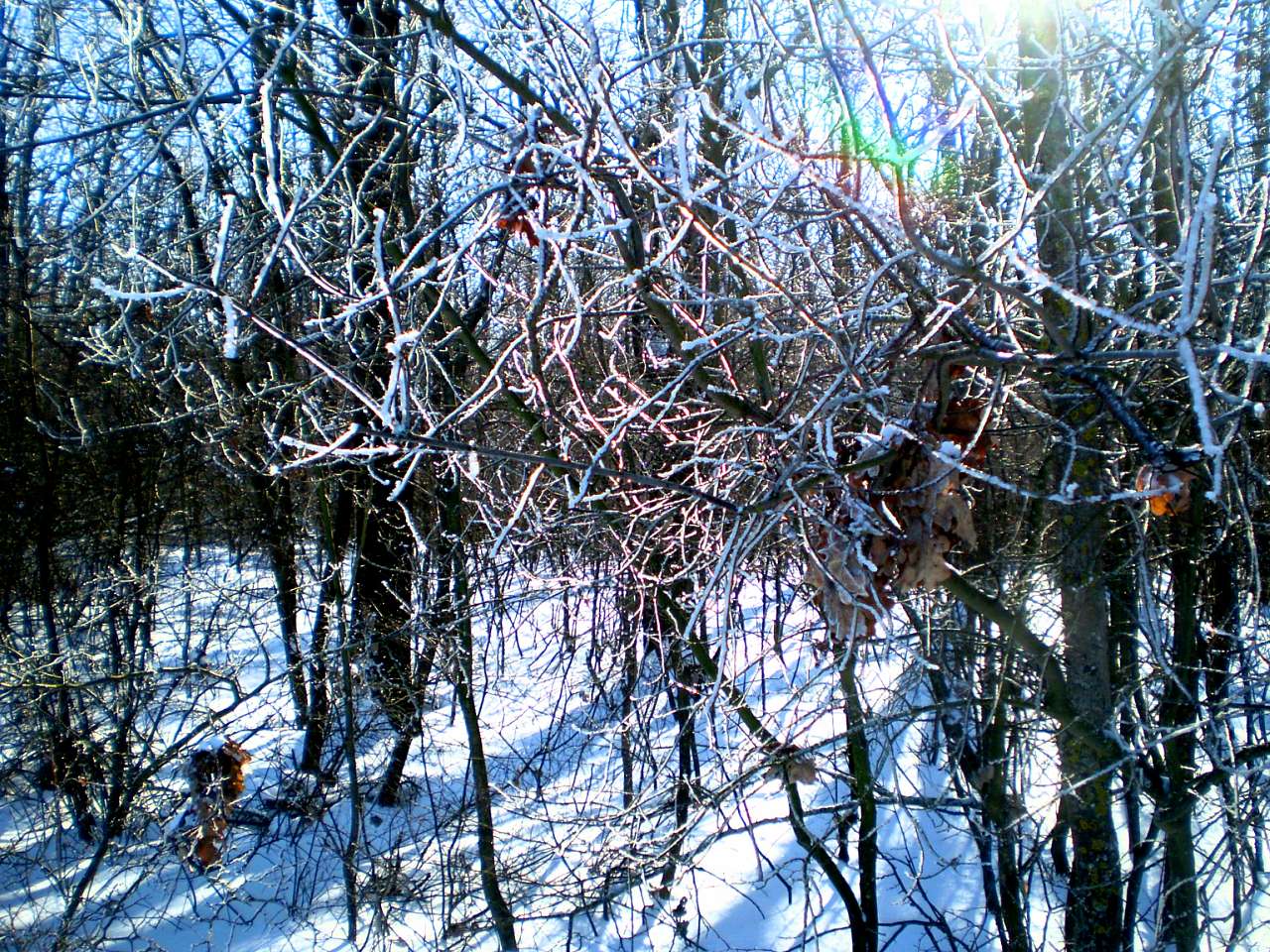 Запрошую до нашого, зимово-казкового лісу - Жежелів