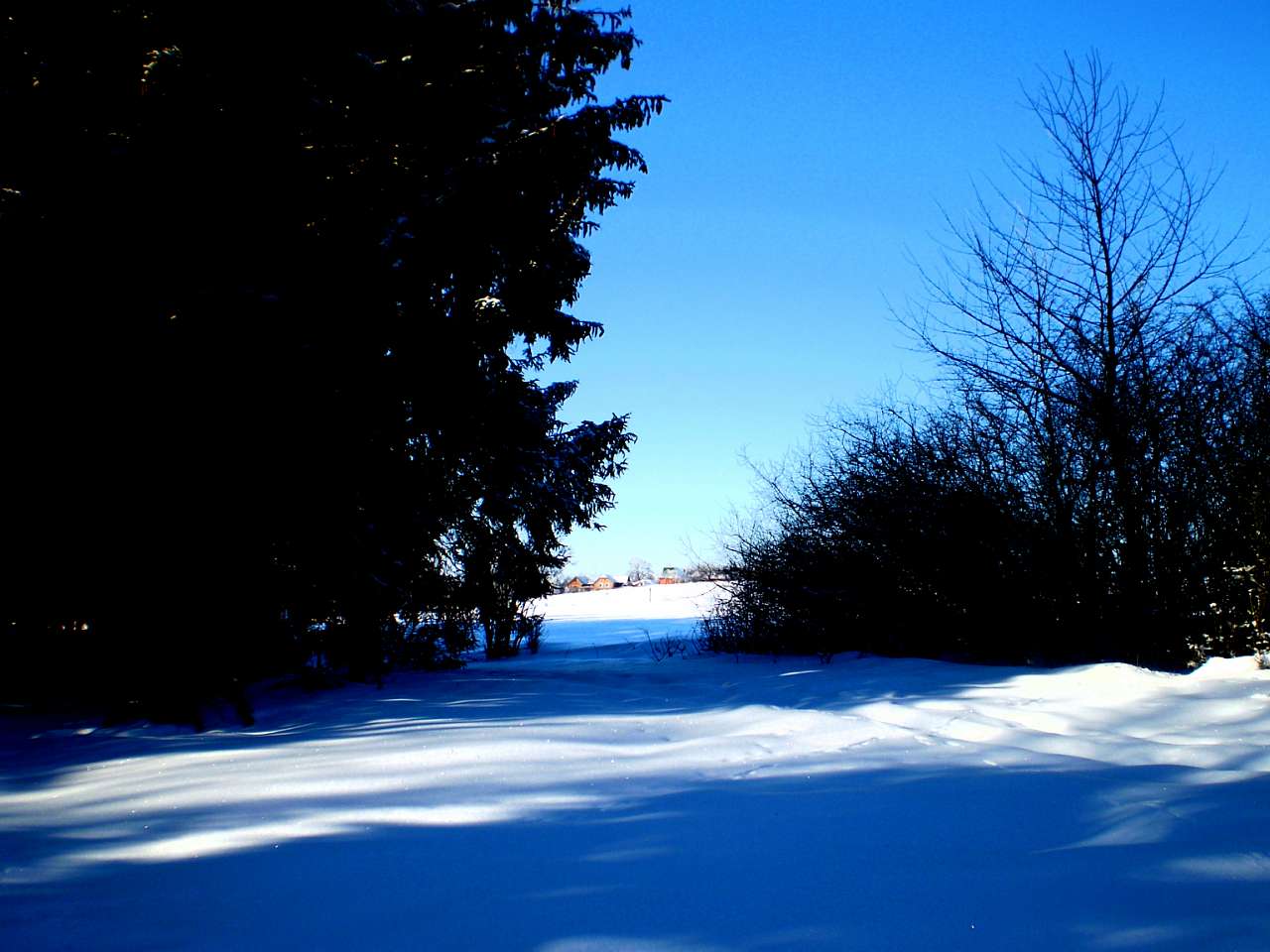Запрошую до нашого, зимово-казкового лісу - Жежелів
