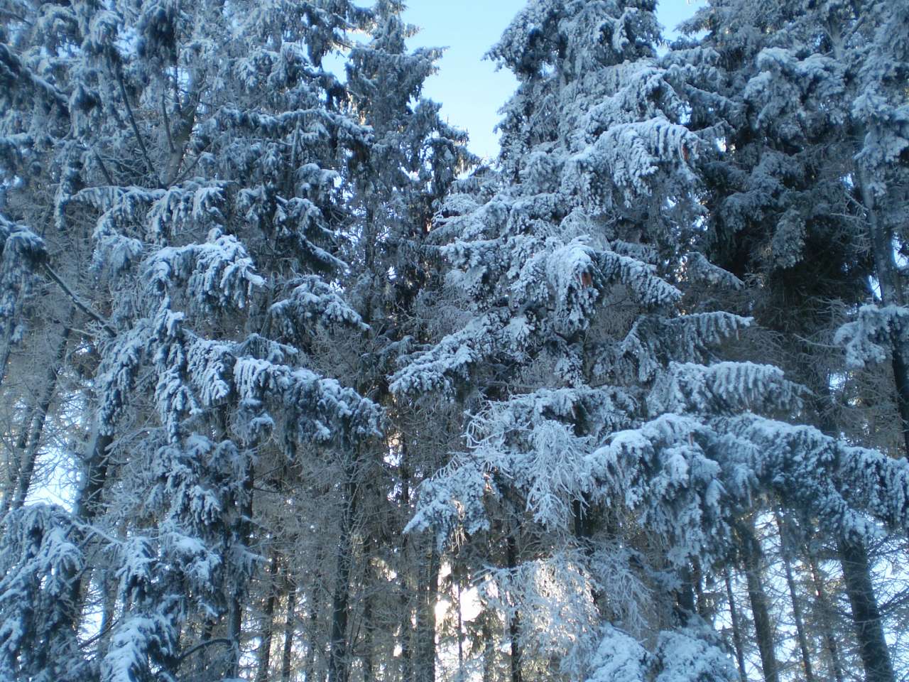 Запрошую до нашого, зимово-казкового лісу - Жежелів