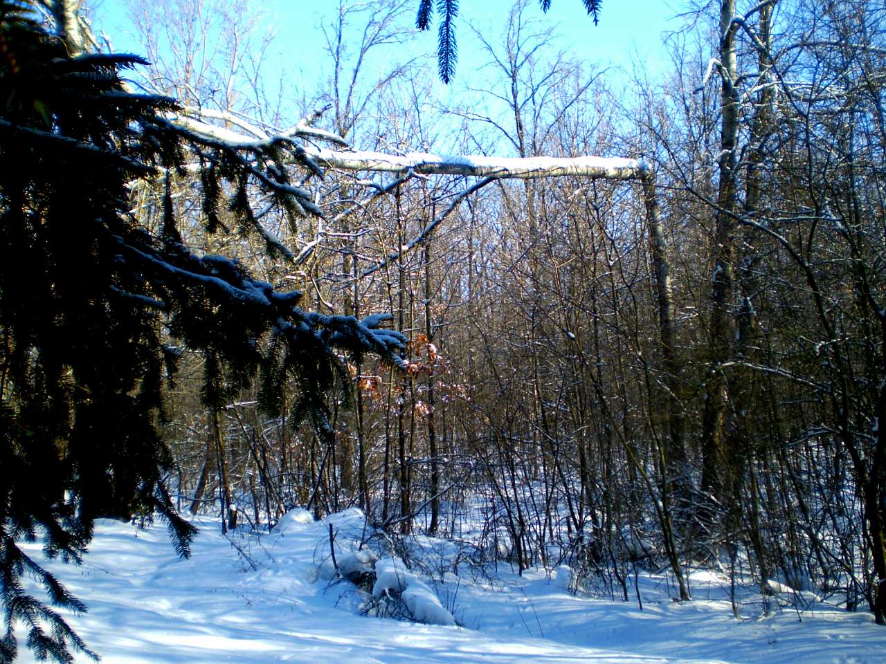 Запрошую до нашого, зимово-казкового лісу - Жежелів