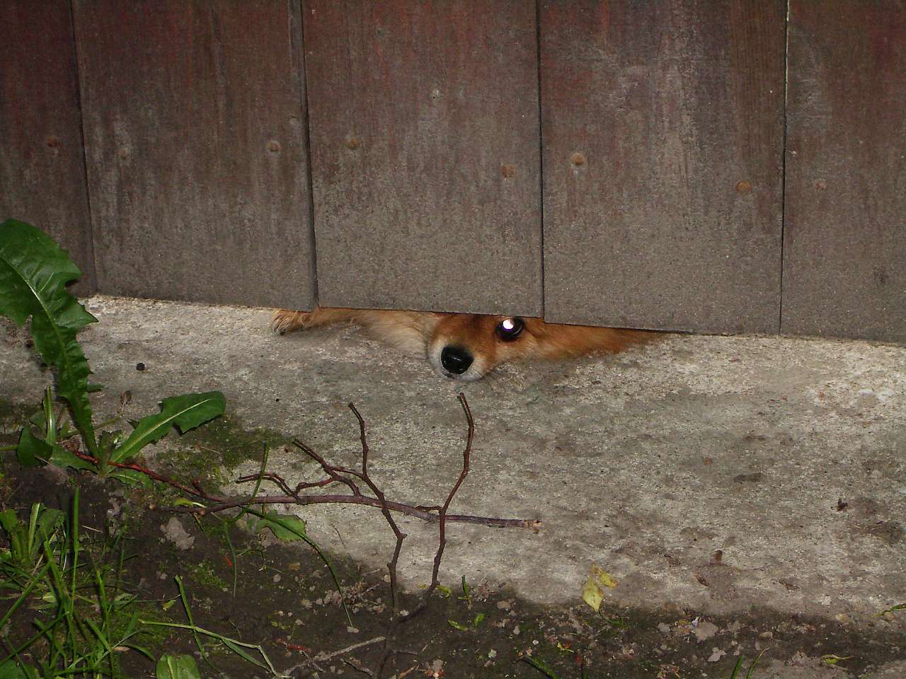 Ось такіі вони Акрешори - Акрешори