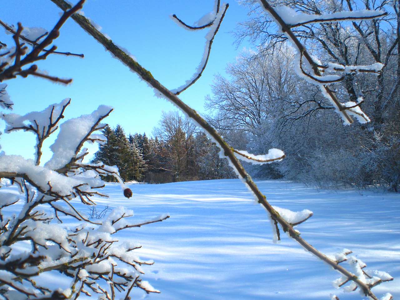 Запрошую до нашого, зимово-казкового лісу - Жежелів