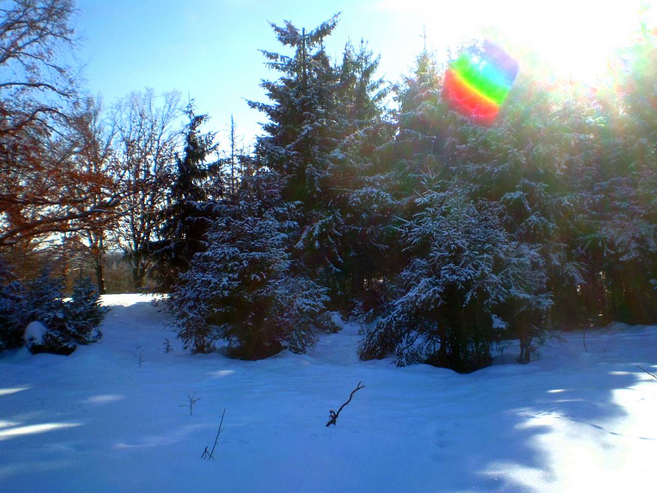 Запрошую до нашого, зимово-казкового лісу - Жежелів