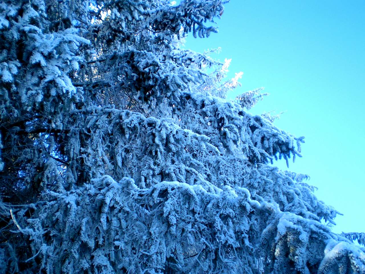 Запрошую до нашого, зимово-казкового лісу - Жежелів