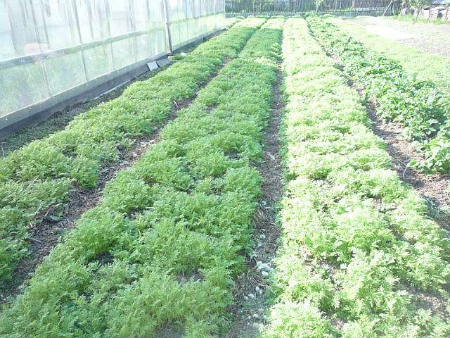 Любча - Любча