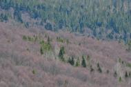 Гусний з panoramio.com - Гусний