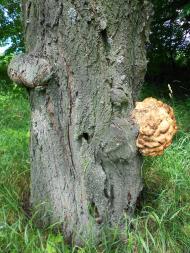 Іванківці з panoramio.com